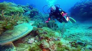 Jupiter , Florida- One of the Best Scuba diving sites in USA. 