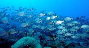 Flower Garden Banks National Marine Sanctuary, Texas- One of the Best Scuba diving sites in USA.