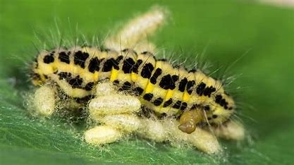 the deadly parasitoids 