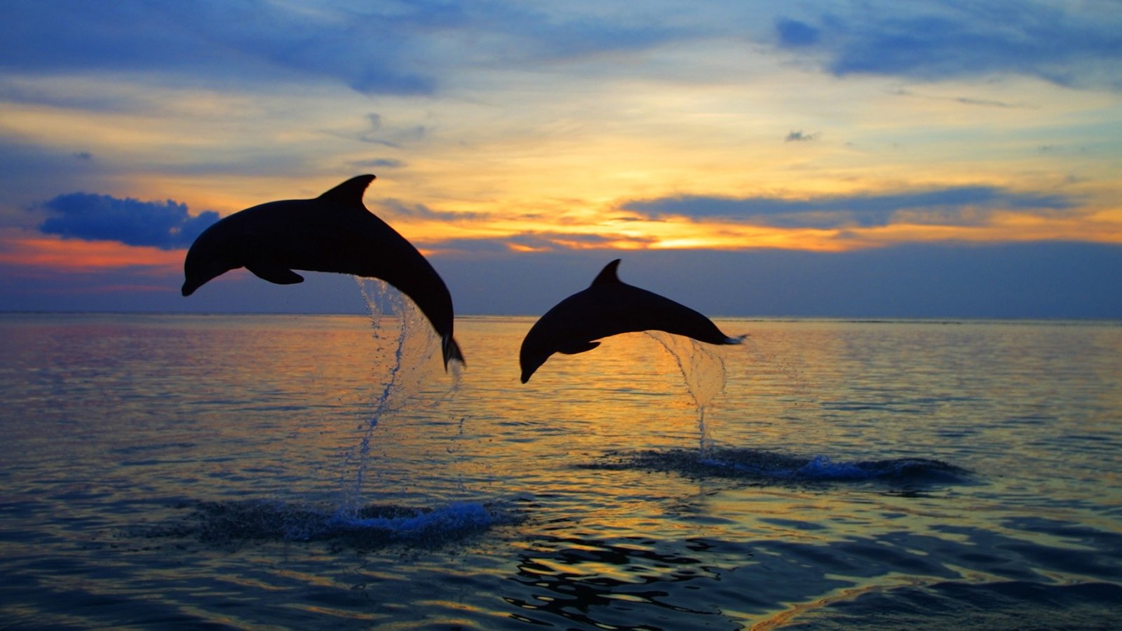 Top 8 Dolphin Watching Destination